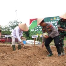 Dukung Program Ketahanan Pangan, Bupati Balangan Tanam Jagung Serentak di Paringin