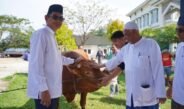 Wakil Bupati Balangan Serahkan Sapi Bantuan Dari Presiden RI