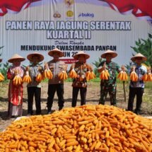Panen Raya Jagung Serentak, Bupati Balangan Harap Masyarakat Semakin Semangat Bertani